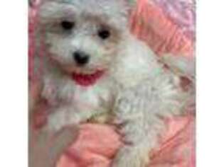 Maltese Puppy for sale in Kirkersville, OH, USA