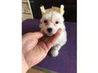Chinese Crested Puppy for sale in Holton, IN, USA