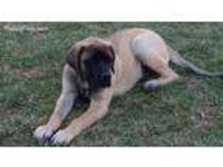 Mastiff Puppy for sale in New Marshfield, OH, USA
