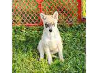 Alaskan Klee Kai Puppy for sale in Pine Bush, NY, USA