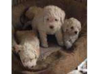 Labradoodle Puppy for sale in MYRTLE BEACH, SC, USA