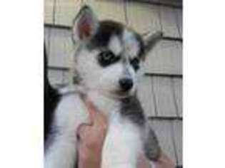 Siberian Husky Puppy for sale in Waterford, CT, USA