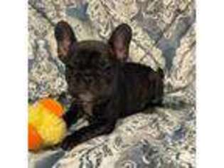 French Bulldog Puppy for sale in Americus, GA, USA