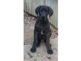 Great Dane Puppy for sale in Glenwood, AR, USA