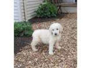 Goldendoodle Puppy for sale in Penn Yan, NY, USA