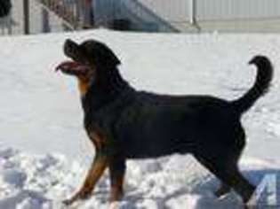 Rottweiler Puppy for sale in GARDNER, KS, USA