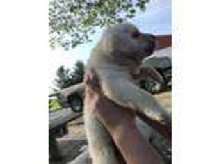Labrador Retriever Puppy for sale in Donnellson, IA, USA