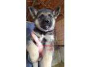 German Shepherd Dog Puppy for sale in Fort Recovery, OH, USA