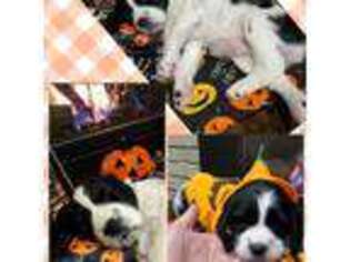 English Springer Spaniel Puppy for sale in Eugene, OR, USA
