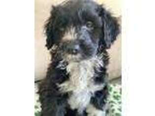 Portuguese Water Dog Puppy for sale in Jackson, WY, USA