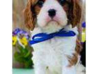 Cavalier King Charles Spaniel Puppy for sale in Fordland, MO, USA