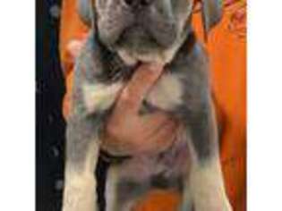 Cane Corso Puppy for sale in Oak Park, IL, USA
