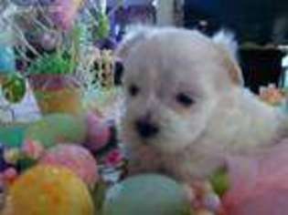 Maltese Puppy for sale in Mobile, AL, USA