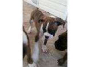 Boxer Puppy for sale in Raiford, FL, USA