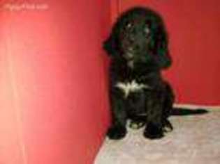 Newfoundland Puppy for sale in Joice, IA, USA