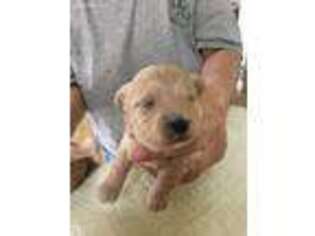 Mutt Puppy for sale in China Grove, NC, USA