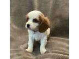 Cavalier King Charles Spaniel Puppy for sale in Pearland, TX, USA