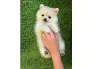 Pomeranian Puppy for sale in Melbourne, FL, USA
