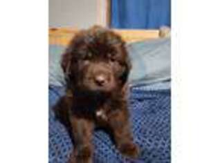 Newfoundland Puppy for sale in Higdon, AL, USA