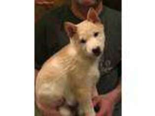 Shiba Inu Puppy for sale in New Auburn, WI, USA