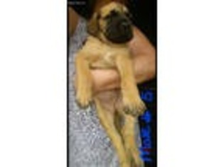 Mastiff Puppy for sale in Leonard, TX, USA