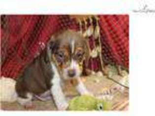 Beagle Puppy for sale in Joplin, MO, USA