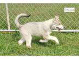 Wolf Hybrid Puppy for sale in Columbus, OH, USA