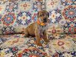 Great Dane Puppy for sale in Schoharie, NY, USA