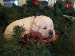 Labrador Retriever Puppy for sale in Parma, ID, USA