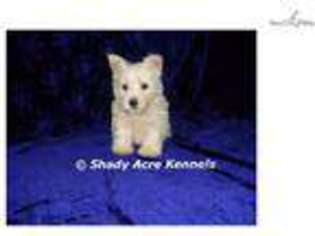 West Highland White Terrier Puppy for sale in Macon, GA, USA