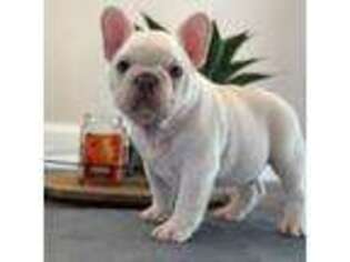 French Bulldog Puppy for sale in Smithfield, NC, USA