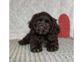 Cocker Spaniel Puppy for sale in East Sparta, OH, USA