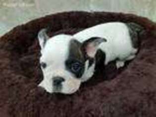 French Bulldog Puppy for sale in Campbell Hill, IL, USA