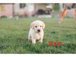 Labrador Retriever Puppy for sale in Mapleton, UT, USA