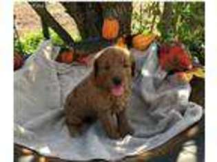 Goldendoodle Puppy for sale in Dublin, GA, USA