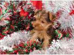 Yorkshire Terrier Puppy for sale in JACKSON, TN, USA