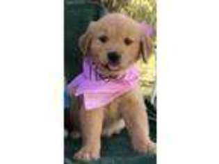 Golden Retriever Puppy for sale in San Jacinto, CA, USA