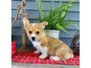 Pembroke Welsh Corgi Puppy for sale in Trenton, MO, USA