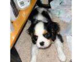 Cavalier King Charles Spaniel Puppy for sale in Westland, MI, USA