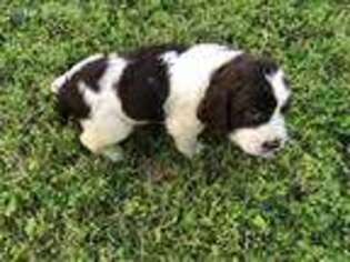 English Springer Spaniel Puppy for sale in Red Oak, OK, USA