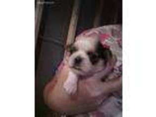 Mutt Puppy for sale in Mc Louth, KS, USA