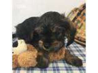 Cavalier King Charles Spaniel Puppy for sale in Kokomo, MS, USA