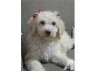 Goldendoodle Puppy for sale in SWANSEA, MA, USA