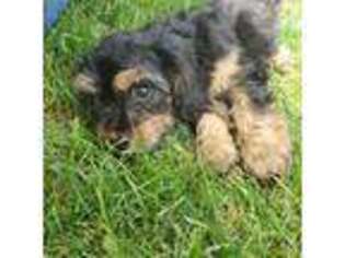Cavapoo Puppy for sale in Charles City, IA, USA