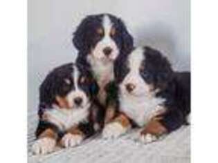 Bernese Mountain Dog Puppy for sale in Lester Prairie, MN, USA