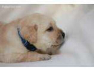 Labrador Retriever Puppy for sale in Keizer, OR, USA