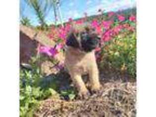 Mastiff Puppy for sale in Denver, PA, USA