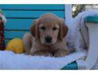 Golden Retriever Puppy for sale in Philadelphia, PA, USA