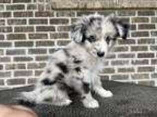 Miniature Australian Shepherd Puppy for sale in Lehi, UT, USA