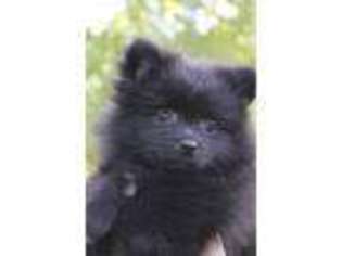 Pomeranian Puppy for sale in Shelbyville, TN, USA